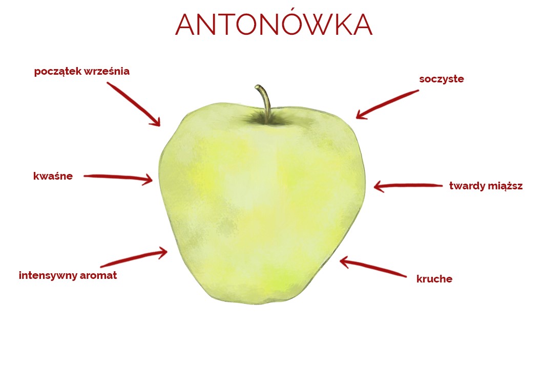 antonowka