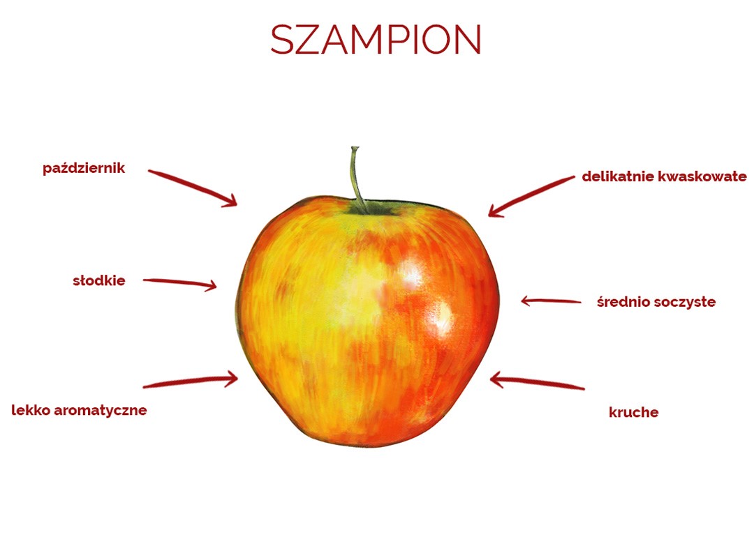 szampion