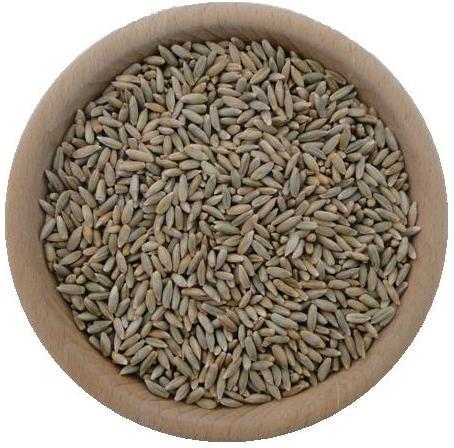 Bio żyto ekologiczne